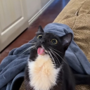 avatar ᴘ ʀ ᴏ ɢ ᴀ ᴍ ɪ ɴ ɢ