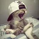 joao910_