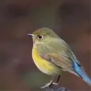 coolilbirdy avatar
