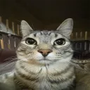 jimmyez