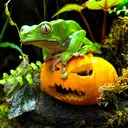 worldfrog