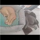 kissenelefant