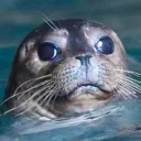 lazyseal417