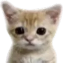 dizzy_two avatar