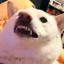 nomichan