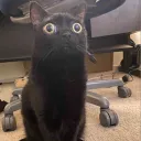 celluloid3000 avatar