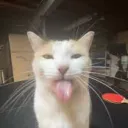 blehthebest avatar