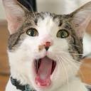 bananaduckdude2_13810's profile picture