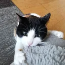 pika_121