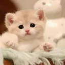 choupichicha_01