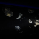 avatar drea♡ྀི