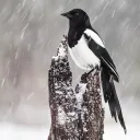 birdenjoyer_cawcaw