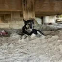 harmlessperson. avatar