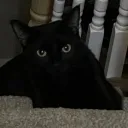 pomelothereaper