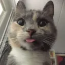 shfhtz