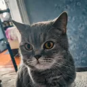 bebra_21345