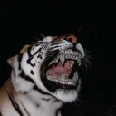 champagnebby7
