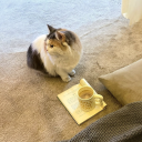 avatar Anika Sultana