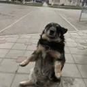 servyos