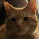 wapozaptor