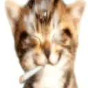 kevin1098._._37685 avatar