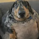 benficas_mod