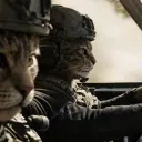 nation_of_cats