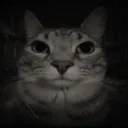 serioscat