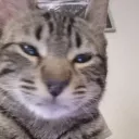 alandoesidekwhat