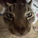 wolfasauriopa