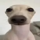 maxi_vilche