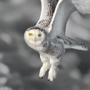 bluefox2010_53158#8040's avatar