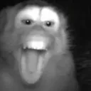 holabradarperro_103 avatar