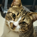 Discord Avatar