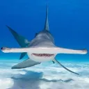 sharkotic
