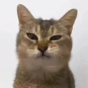 soonsoonzen