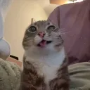 _kitler_.
