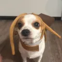 linabobina7
