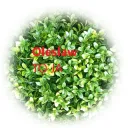 oleslaw54321
