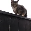 leow123