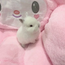 avatar bunny