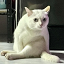 avatar tôi đã ngu trở lại