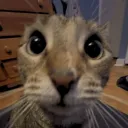 lqyp