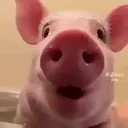 fouracorns