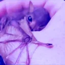 batsielicious