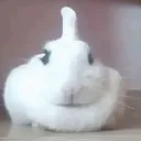mmushh