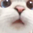 brorarahaha