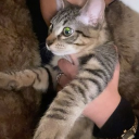 avatar Teya