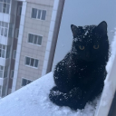 avatar Dimonchik Swaga