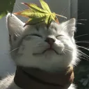 mjdniqht